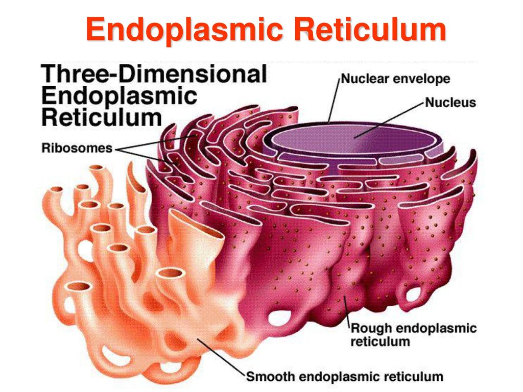 Endoplasmic Reticulum 