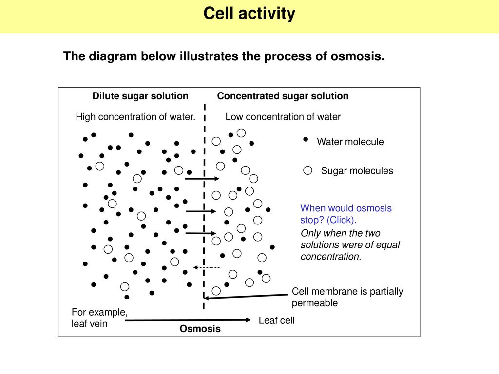 Cell activity The diagram below illustrates the process of osmosis.