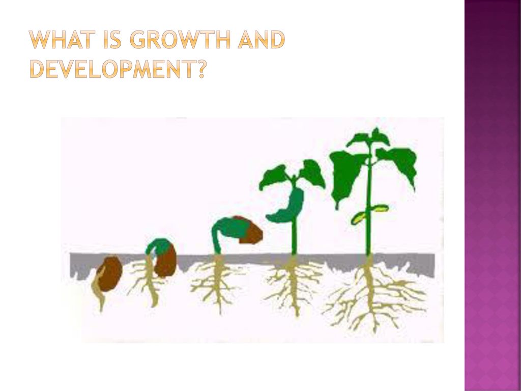 Growing thing s. Рост растений и животных. Развитие растений для детей. Цикл развития растений для детей. Зарисовать этапы роста растения.