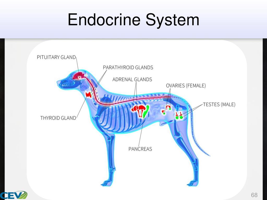 System animal. Железы внутренней секреции собаки. Эндокринная система животных. Эндокринные органы животных. Эндокринные органы собаки.