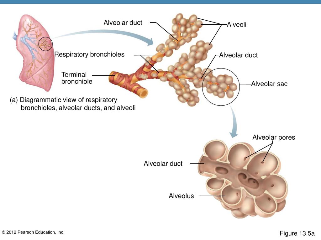 13 The Respiratory System PowerPoint® Lecture Slides C H A P T E R ...