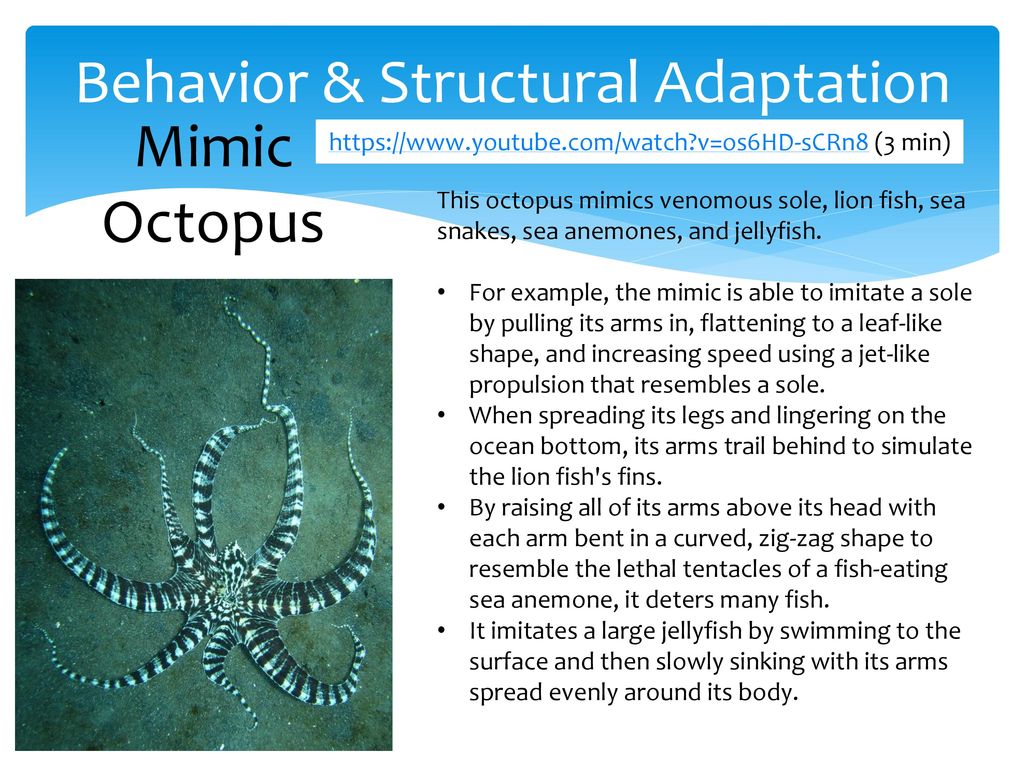 Animal And Plant Structural And Behavior Adaptations Ppt Download