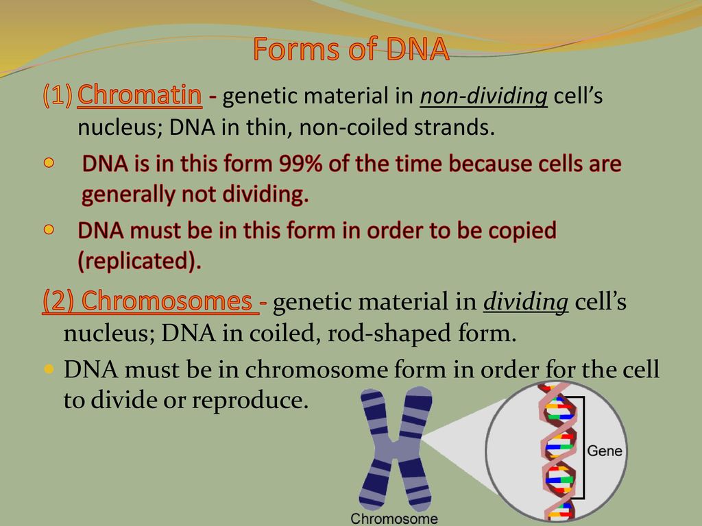 dna is two coiled strands known as a