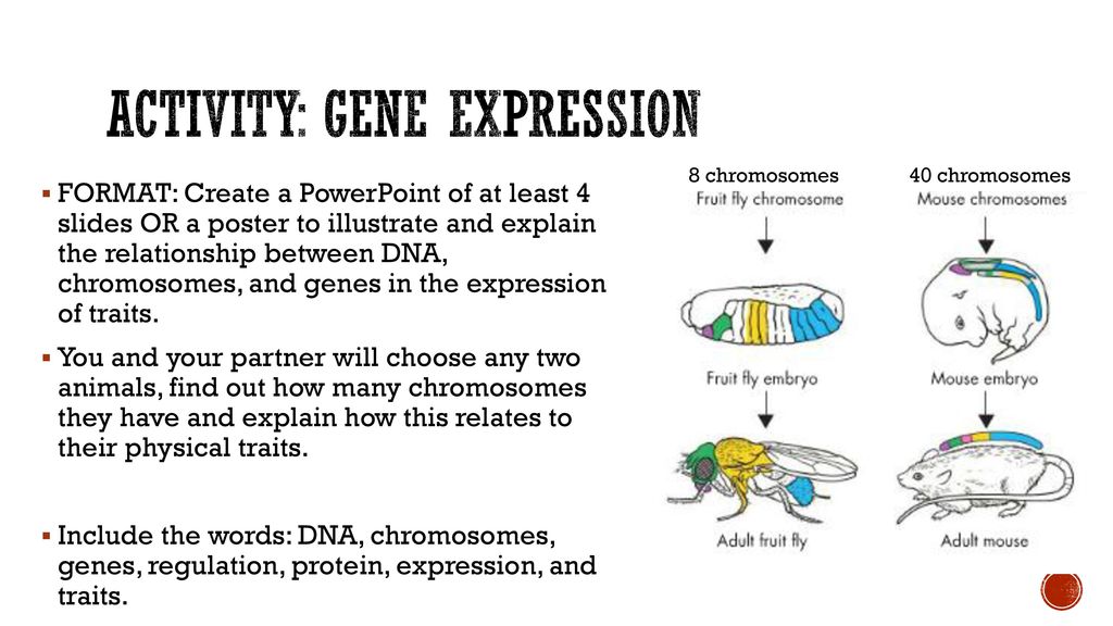 How are different genes expressed
