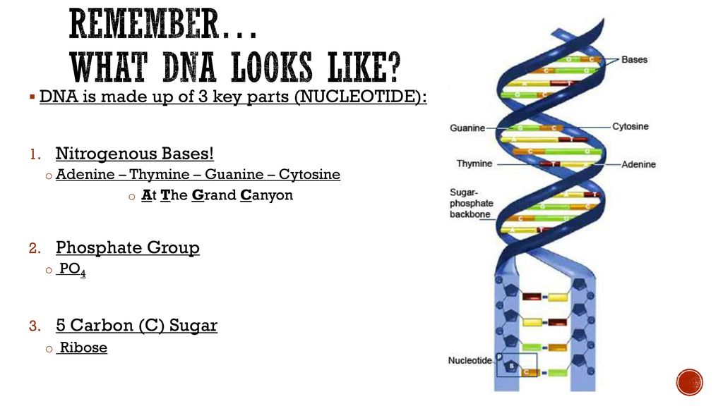 Remember… What dna looks like