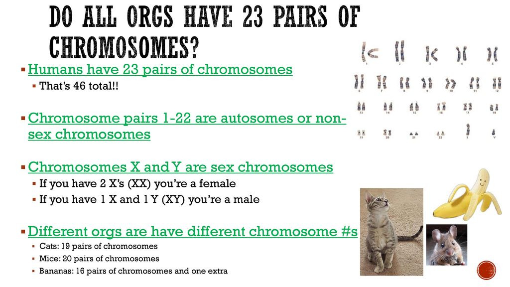 Do all orgs have 23 pairs of chromosomes
