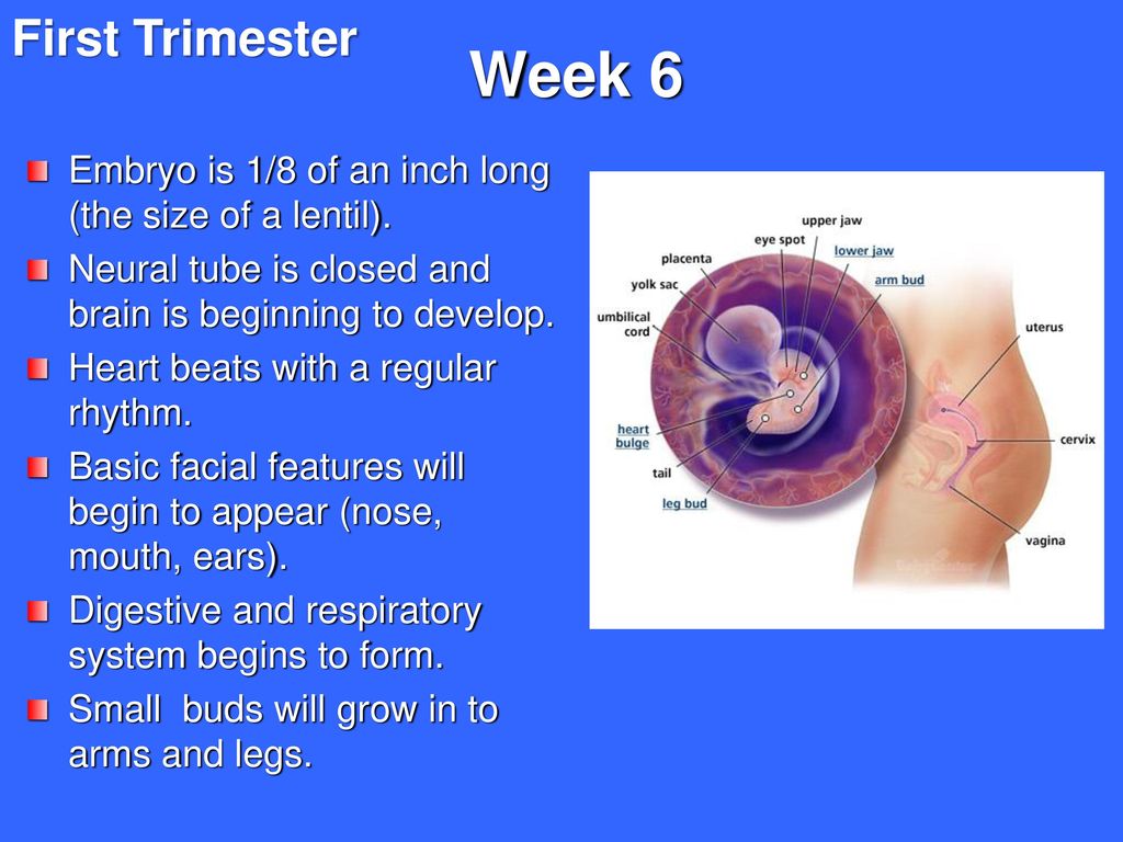 small fetal size first trimester