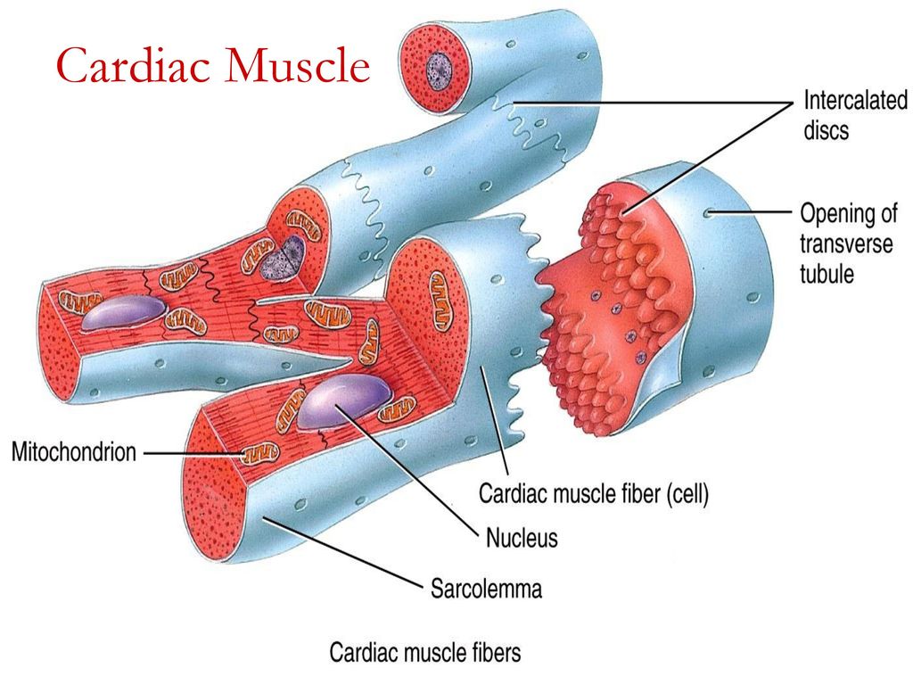 pix Cardiac Muscle Fibers John Wiley unit 7 the muscular system ppt download