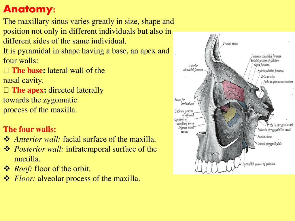 Investing papilloma maxillary sinus disease the relationship of pairs in forex