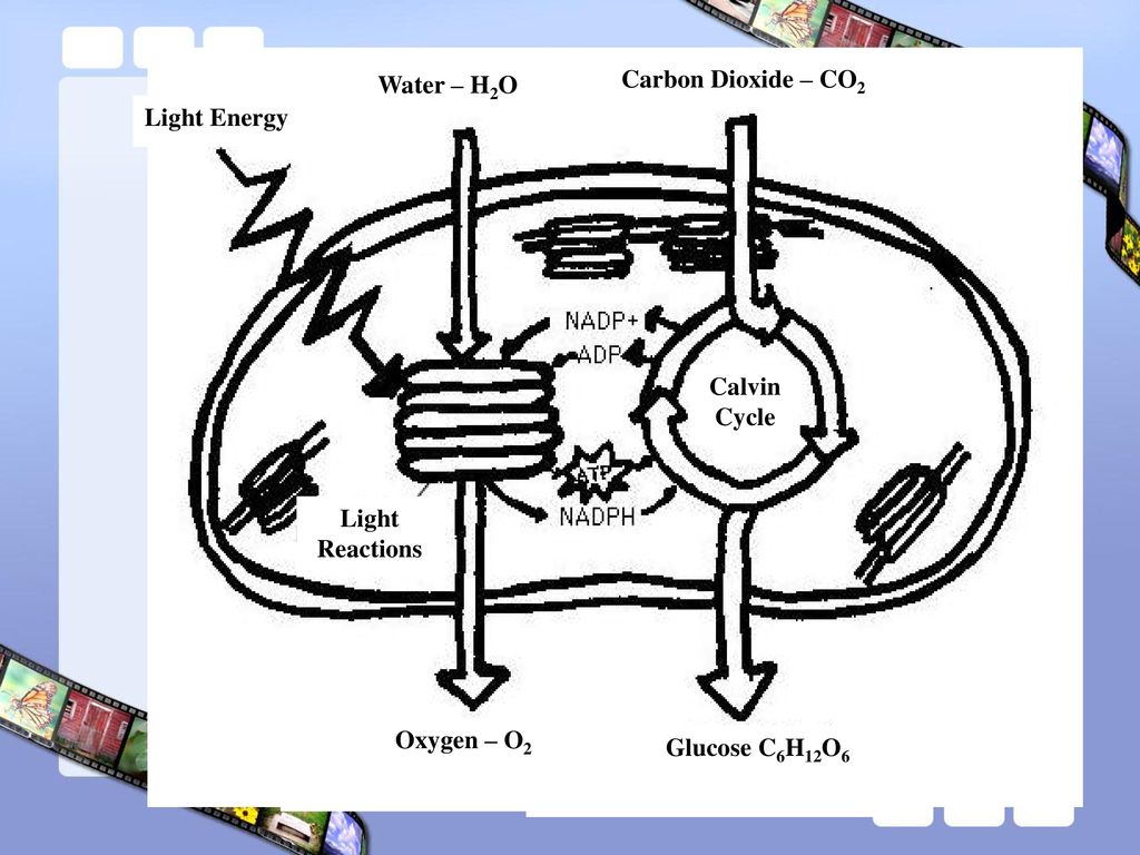 Carbon Dioxide – CO2 Water – H2O. Light Energy. Oxygen – O2. Glucose C6H12O6. Calvin. Cycle. Light.