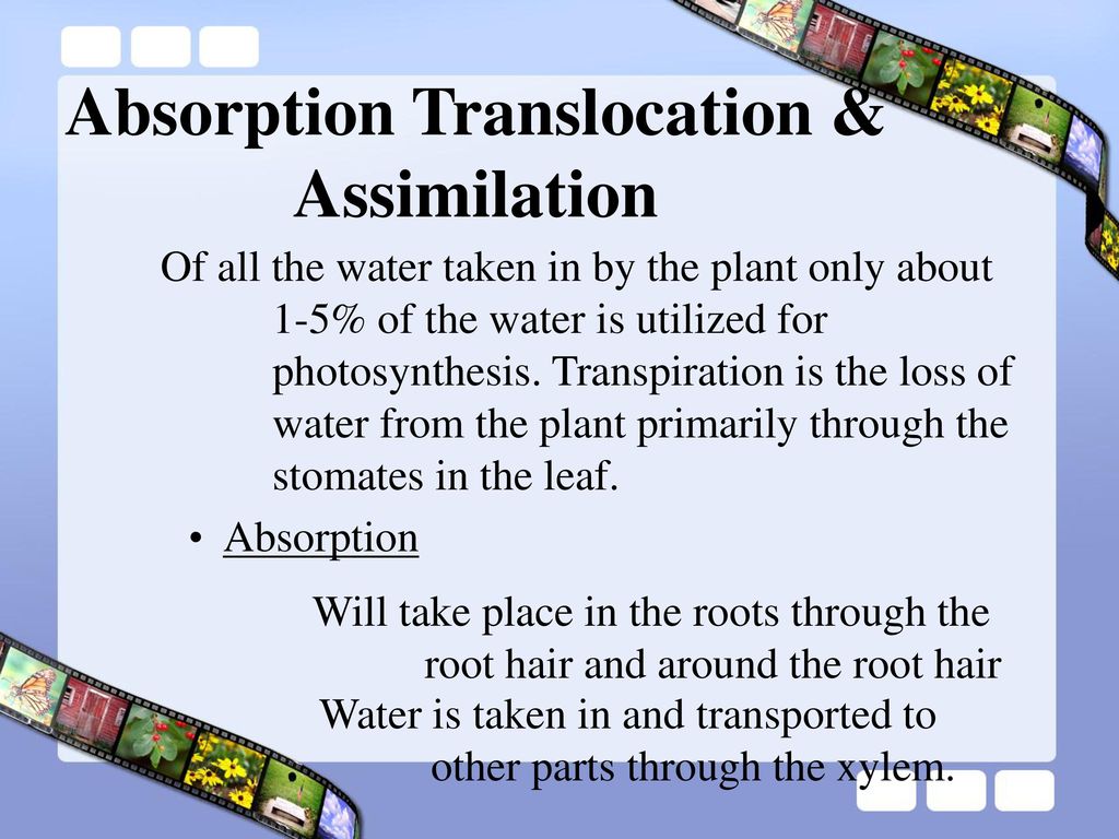 Absorption Translocation & Assimilation