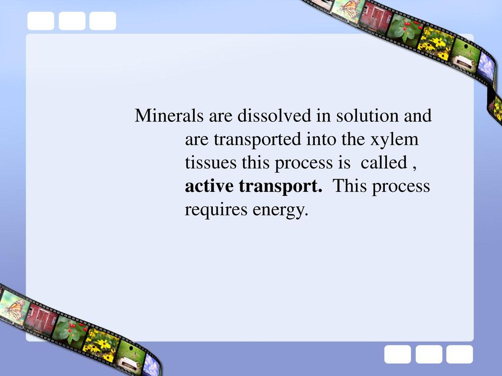 Minerals are dissolved in solution and. are transported into the xylem
