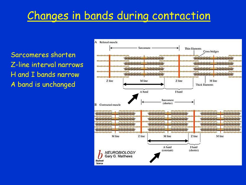 muscle-tissue-specialized-for-contractility-ppt-download