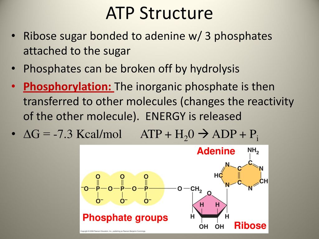 Аденин рибоза три. ATP structure. ATP формула. ATP structure Atoms. The Sugar and phosphates.