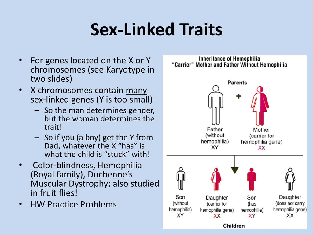 Sex-Linked Traits For genes located on the X or Y chromosomes (see Karyotyp...