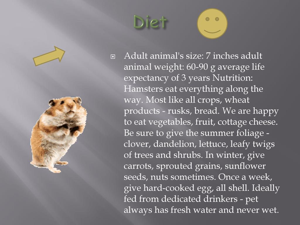 PPT - All About Hamsters PowerPoint Presentation, free download - ID:108105