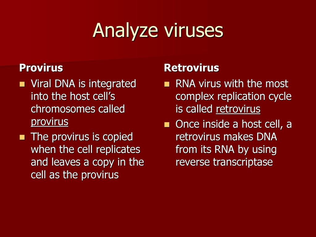 Viruses And Prokaryotes Chapter Ppt Download 