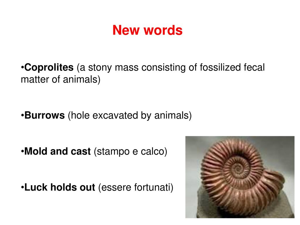 Museo Geologico Paleontologico Capellini ppt download