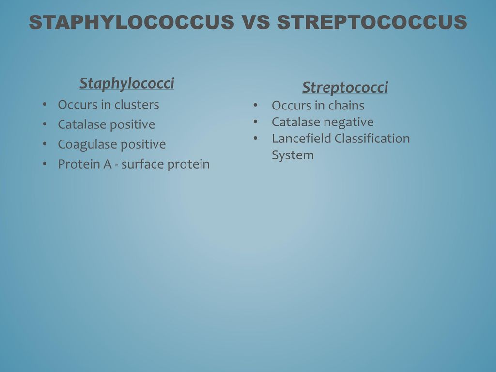 Differences Between Staphylococcus and Streptococcus - Microbiology Info.com