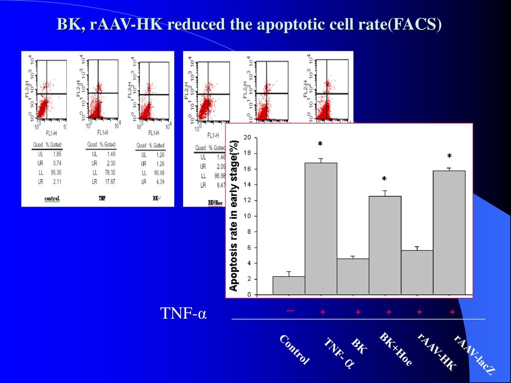 BK, rAAV-HK reduced the apoptotic cell rate(FACS)