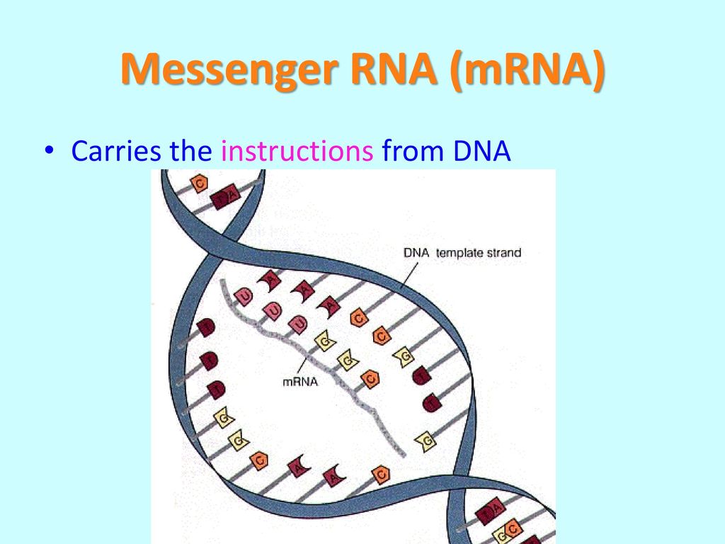 Мрнк вакцины. MRNA. Мессенджер РНК (МРНК). Messenger RNA. MRNA фото.