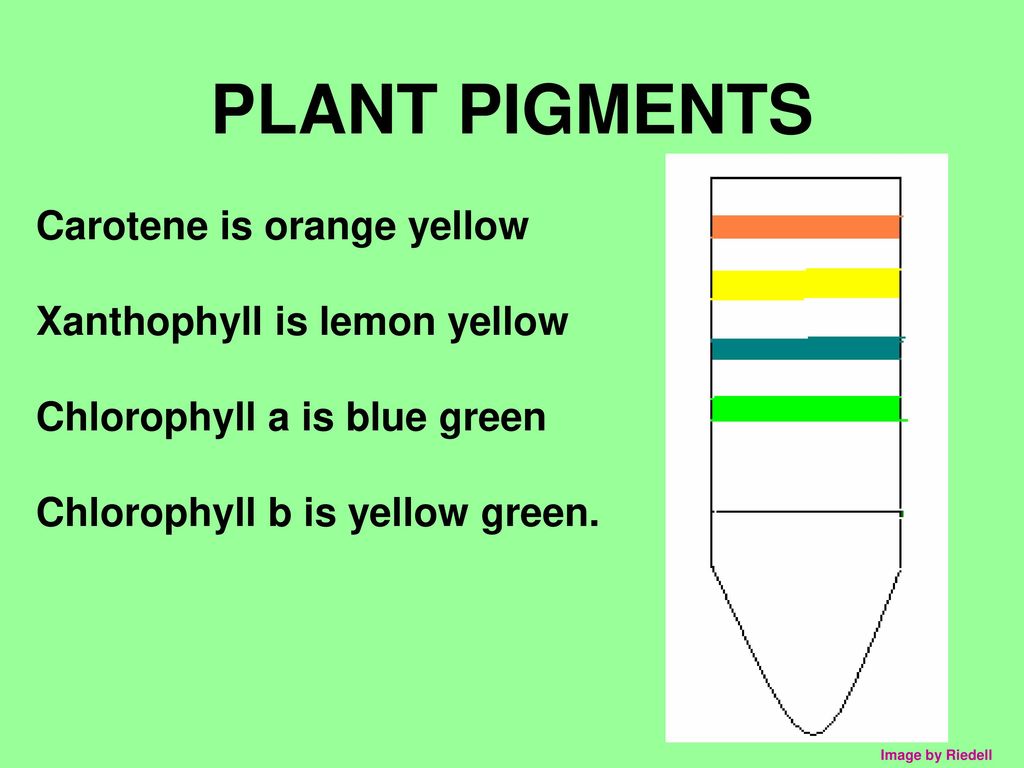 CHROMATOGRAPHY AP BIO LAB #4A - ppt download