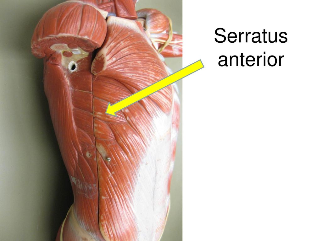 Serratus anterior мышца анатомия