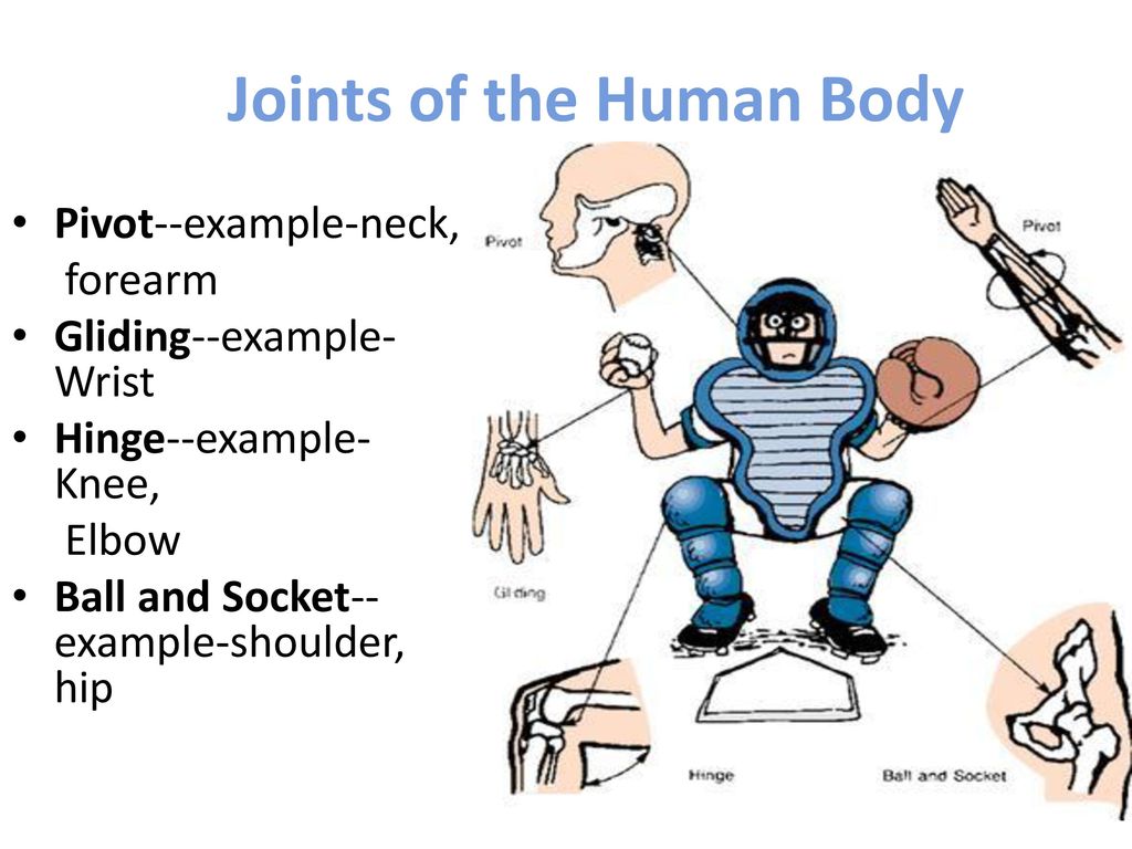 Chapter 6 Flexibility Biology Diagrams