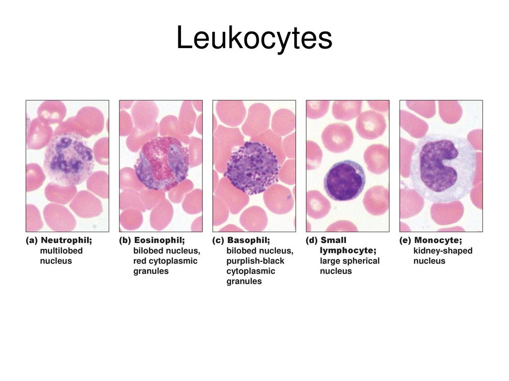 Wait blood. Клетки крови. Лейкоциты. Белые клетки крови. The function of White Blood Cells.