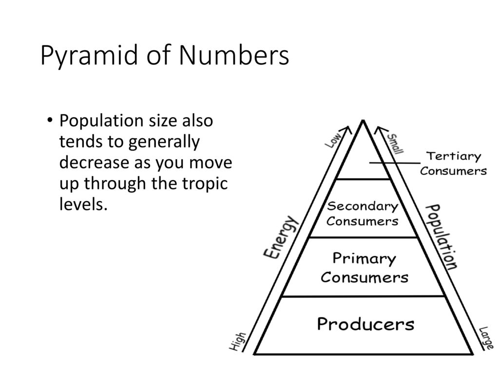 Aim # 71: How do organisms interact in an ecosystem? - ppt ...