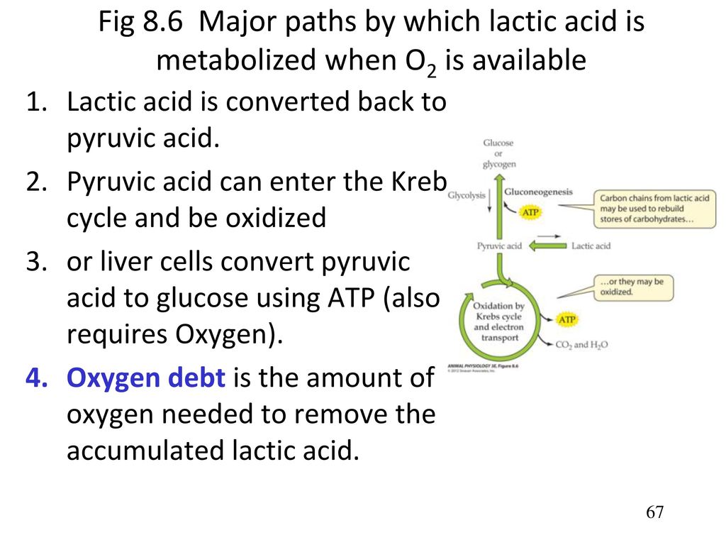 MUSCLE and MOVEMENT Chapters 20, 8, 21 Stronger Muscle contraction