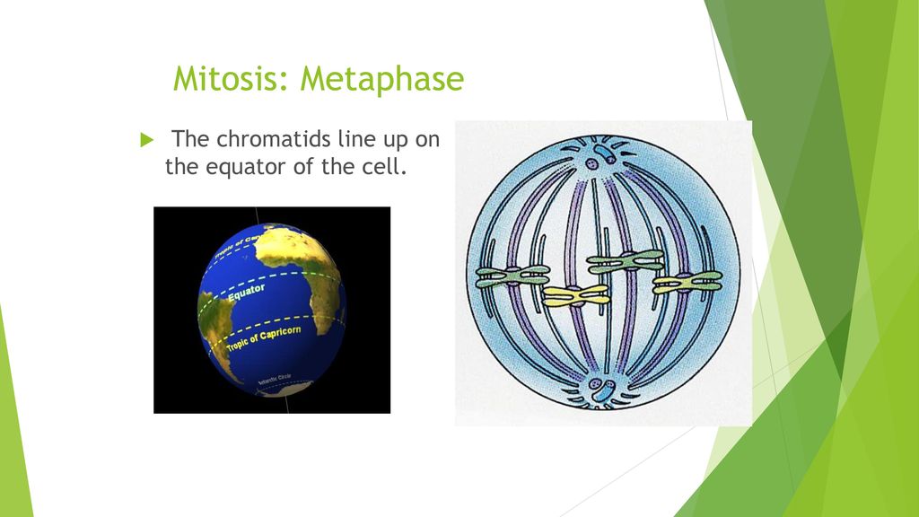 Mitosis: Metaphase The chromatids line up on the equator of the cell.