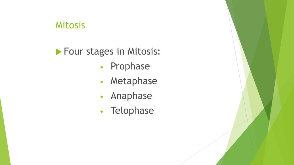 Mitosis Four stages in Mitosis: Prophase Metaphase Anaphase Telophase
