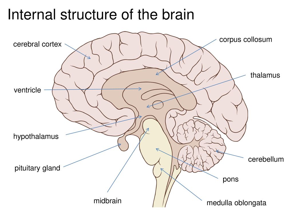 Brain structure. Таламус. Structural Parts of the Brain. Cerebrum structure.