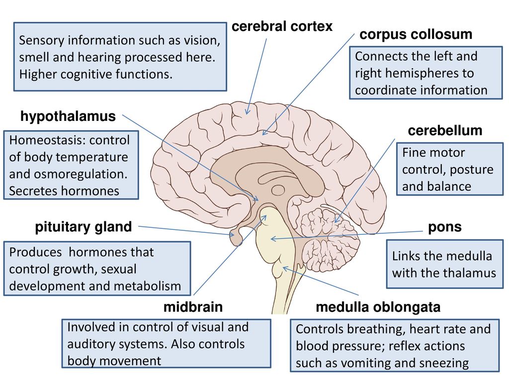 Brain structure. Cerebral Cortex of the Brain. Brain Cortex function. Subcortical structures of the Brain. Cerebral Cortex layers.