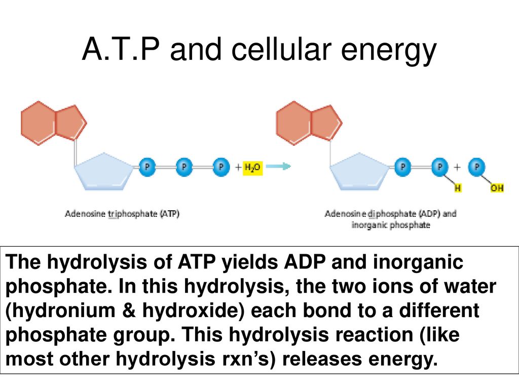 The study of carbon containing compounds - ppt download