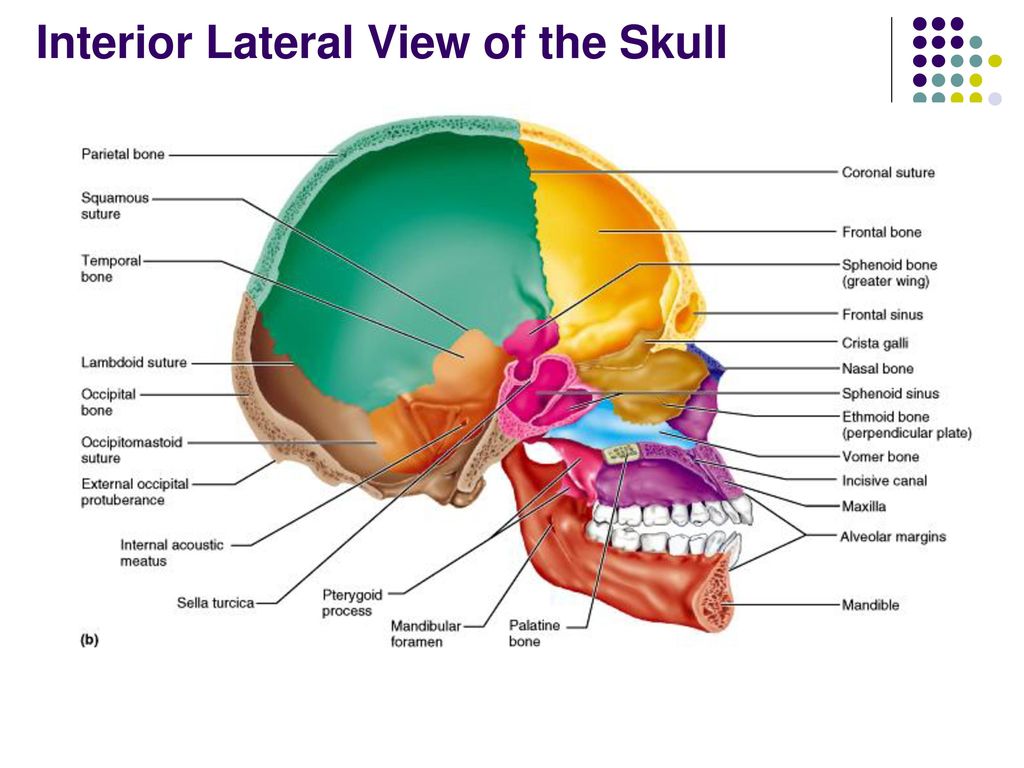 Anatomy Of The Musculoskeletal System Ppt Download