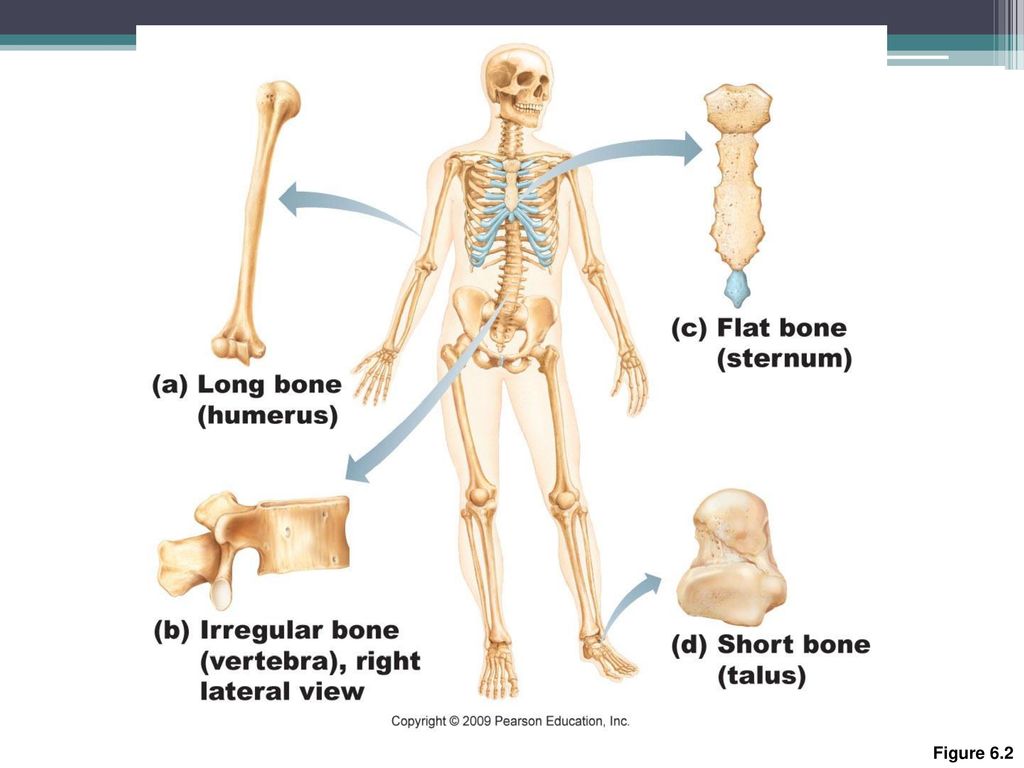 Bones come. Скелет человека. Classification of Bones. Костная система человека.