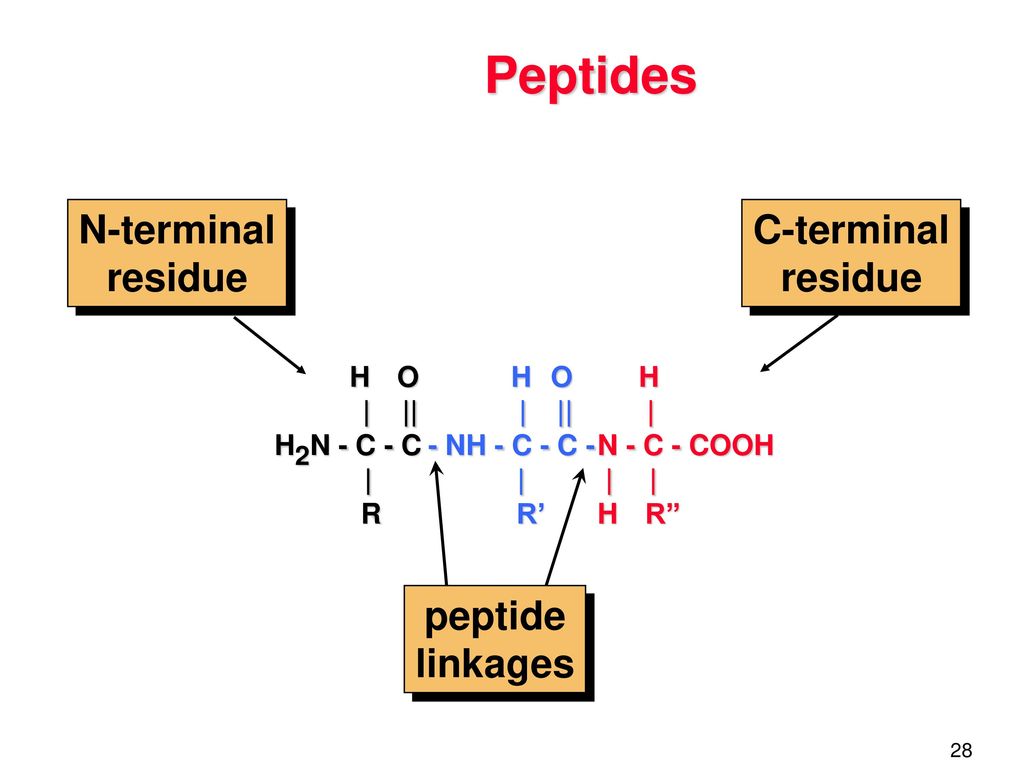 N terminal. H2n пептид. N-терминальная кислота. N И C терминальные аминокислоты. C-терминального телопептида.