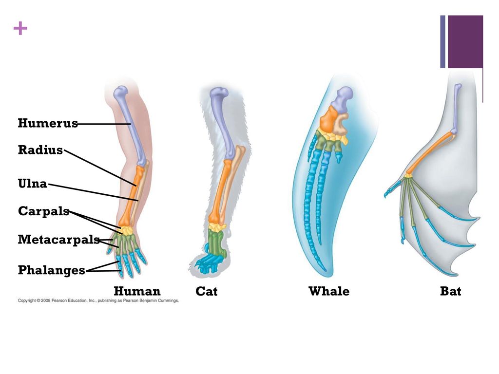 Figure Mammalian forelimbs: homologous structures. 