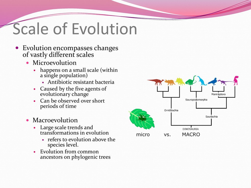 Evolution ppt download