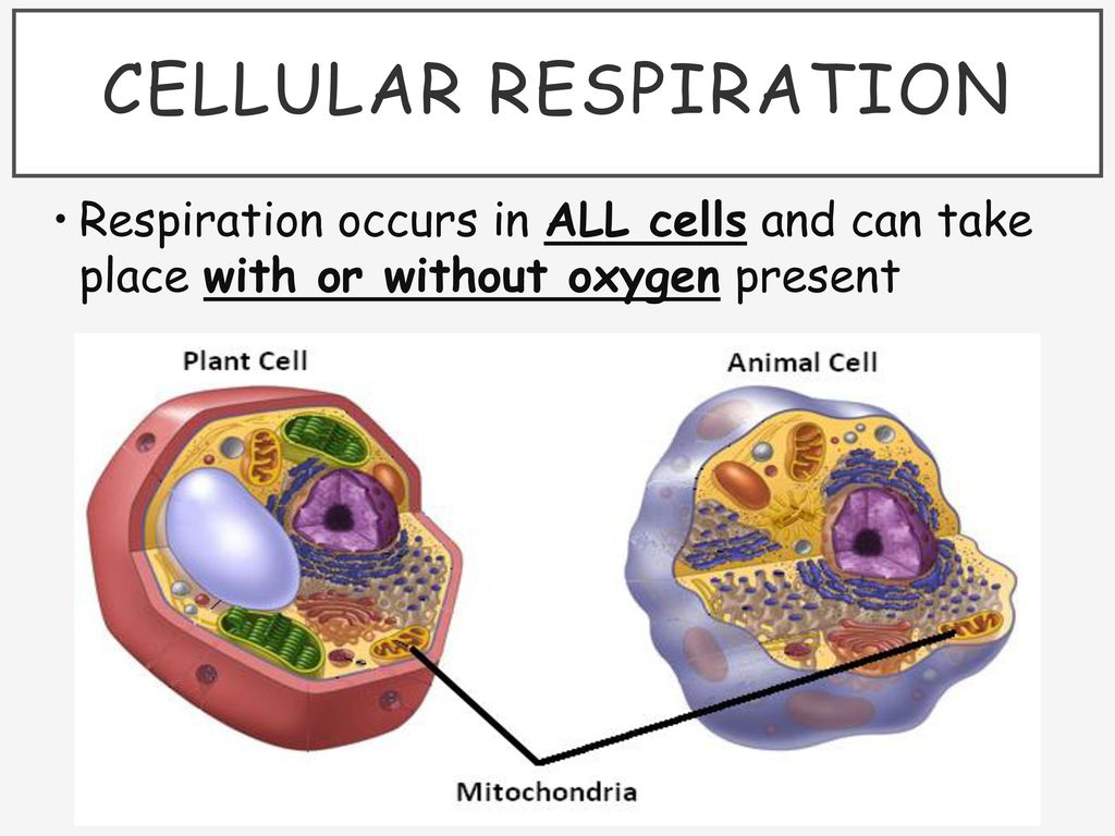 Cellular Respiration Ppt Download