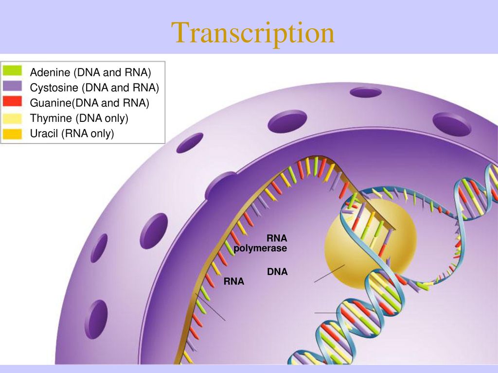 Transcription Adenine (DNA and RNA) Cystosine (DNA and RNA)