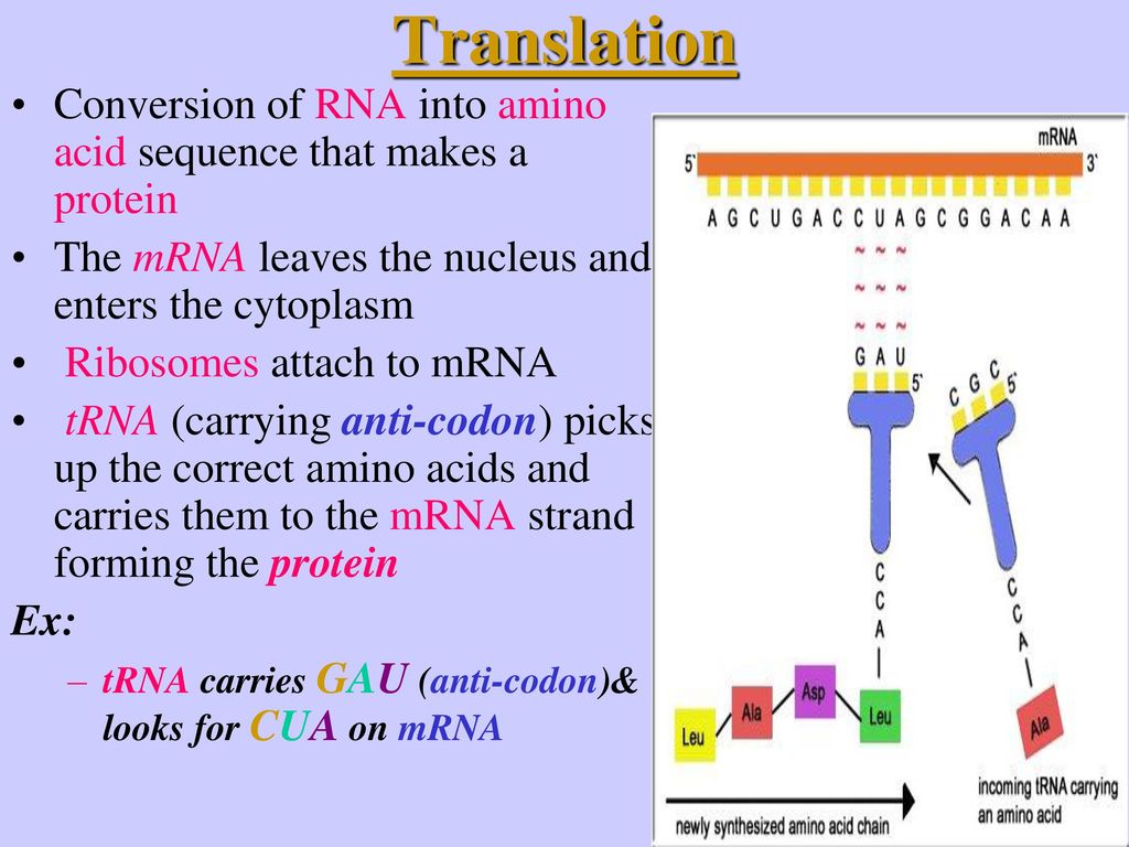 Translation Conversion of RNA into amino acid sequence that makes a protein. The mRNA leaves the nucleus and enters the cytoplasm.