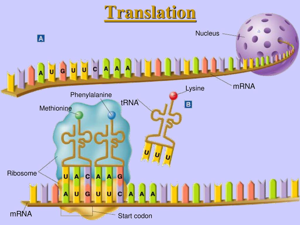 Translation mRNA tRNA mRNA Nucleus Lysine Phenylalanine Methionine