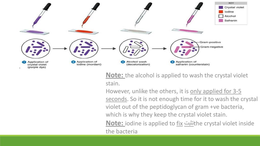Note: the alcohol is applied to wash the crystal violet stain.