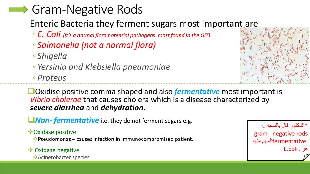 Gram-Negative Rods Enteric Bacteria they ferment sugars most important are: E. Coli (it’s a normal flora potential pathogens most found in the GIT)