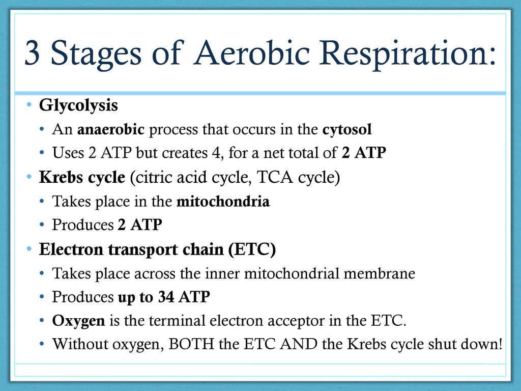 3 Stages of Aerobic Respiration: