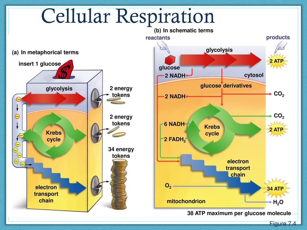 Cellular Respiration Figure 7.4 (b) In schematic terms reactants