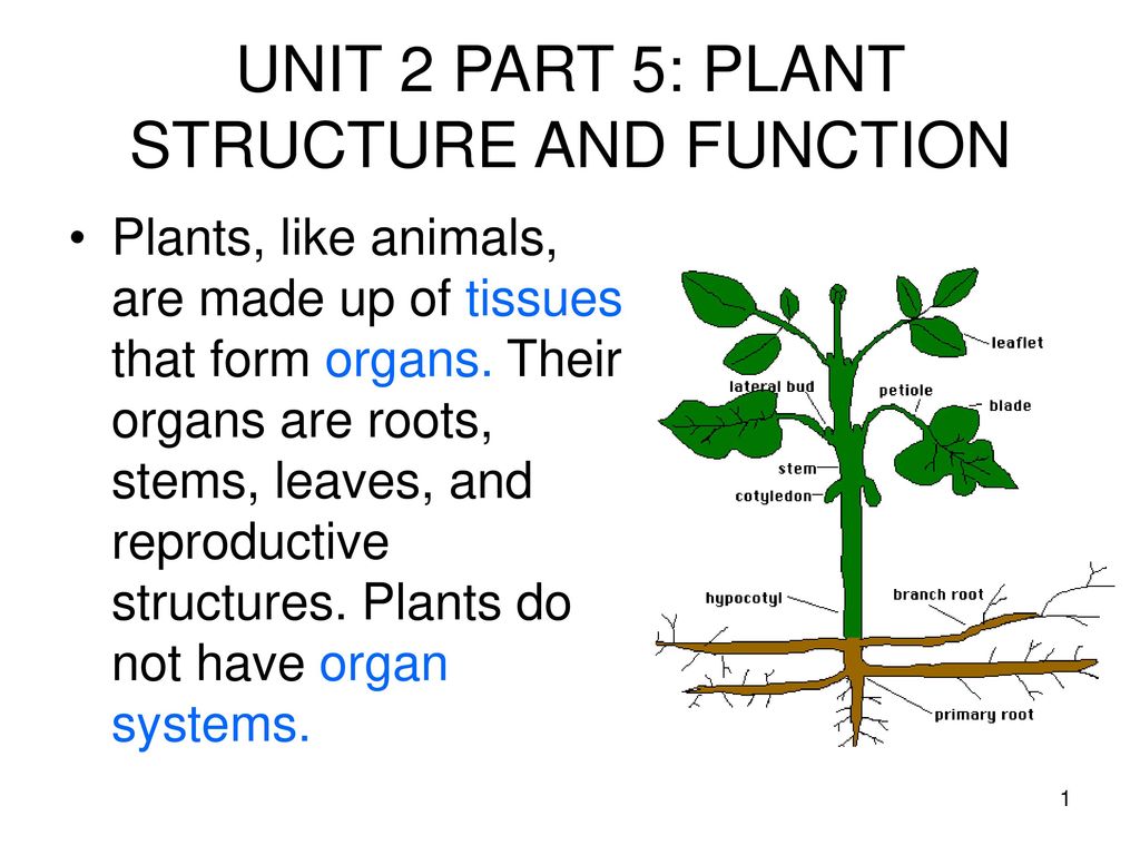 Plant structure. Parts of Plants and Trees презентация. Plant and the functions. Plants Parts function.